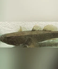 Water Cow Goby