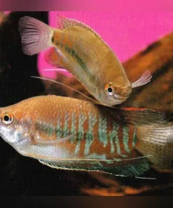 Red Thick Lip Gourami