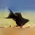 Black Balloon Molly