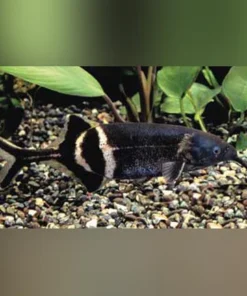 Elephant Nose Fish
