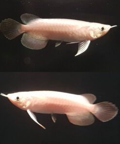Platinum Super Red Arowana