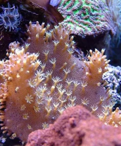 Devil's Hand Coral