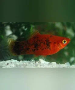 Painted Platy
