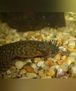L-144 Bushynose Long Fin Pleco