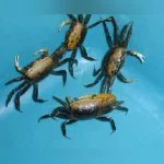 Gold Fiddler Crab