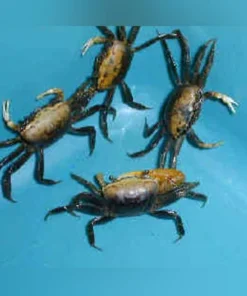 Gold Fiddler Crab