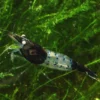 Black and Blue Rili Shrimp