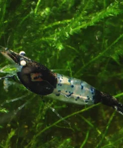 Black and Blue Rili Shrimp
