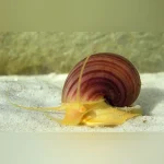Purple Mystery Snail