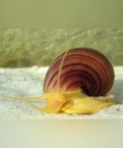 Purple Mystery Snail