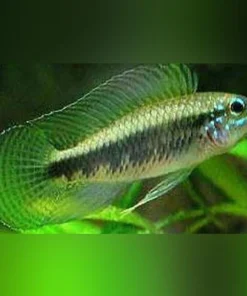 Apistogramma Iniridae Dwarf Cichlid