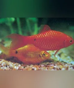 Rosy Barb