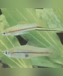 Green Swordtail