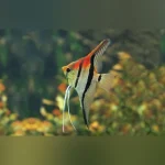 Manacapuru Red Shoulder Angelfish