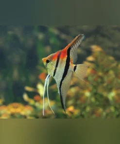 Manacapuru Red Shoulder Angelfish
