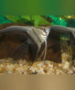 Half Black Veil Angelfish