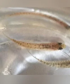 Rosy Loach
