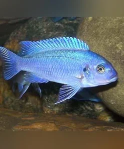 Cobalt Blue Cichlid