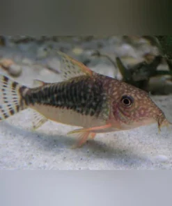 Flagtail Cory