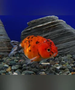 Ranchu Goldfish