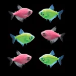 Moonrise Pink Glo Tetra