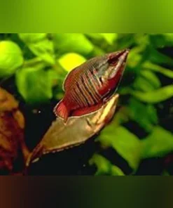 Samurai Gourami