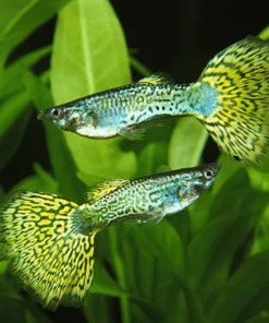 Green Cobra Guppy (Pair)