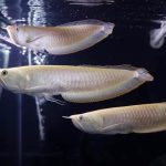 Silver Arowana For Sale