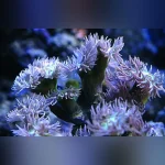 Duncan Coral