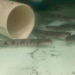 Endlicheri Bichir