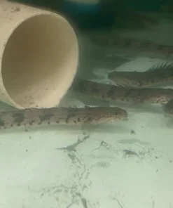 Endlicheri Bichir