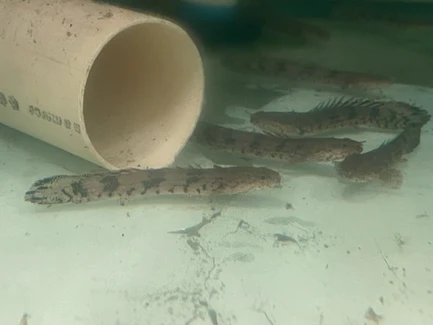 Endlicheri Bichir