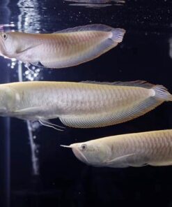Silver Arowana For Sale