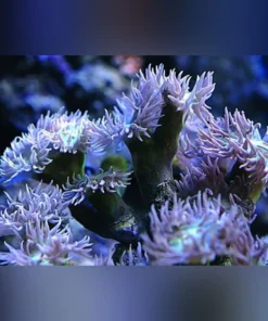 Duncan Coral