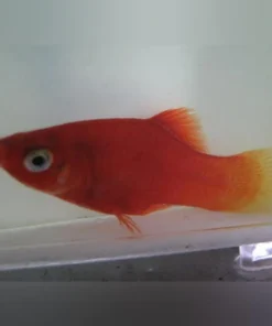 Red Platy