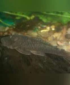 L-146 Rubberlip Pleco