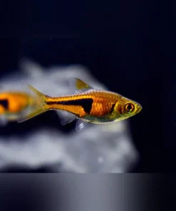 Espei Rasbora