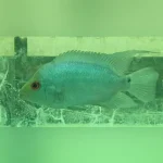Diamond Blue Flowerhorn