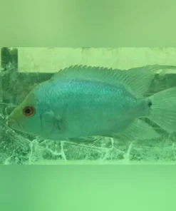 Diamond Blue Flowerhorn