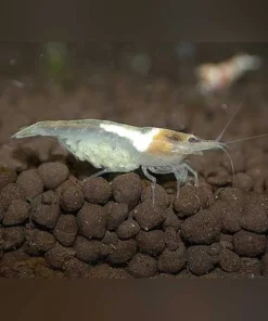 Snowball Shrimp