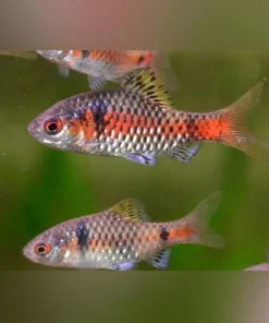 Odessa Barb