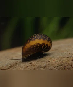 Red Onion Snail