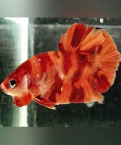 Koi Betta Round Tail Nemo