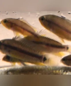 Apistogramma Juruensis Dwarf Cichlid