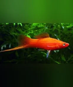 Red Velvet Swordtail