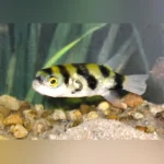 Amazon Puffer