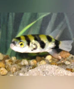 Amazon Puffer