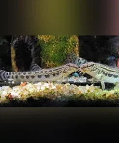 Siberian Spiny Loach