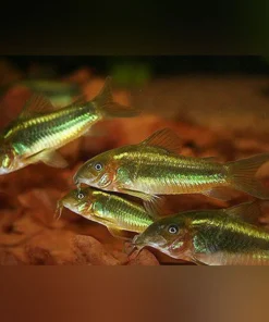 Green Laser Cory