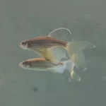 Longfin Leopard Danio